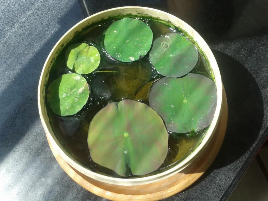 夏季这样养碗莲,碗莲怎么养才能开五颜六色的花