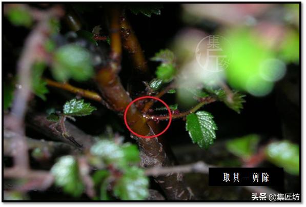 “选芽与摘芽”盆景树形稳定一半都靠它，盆景耐心与细心的试练