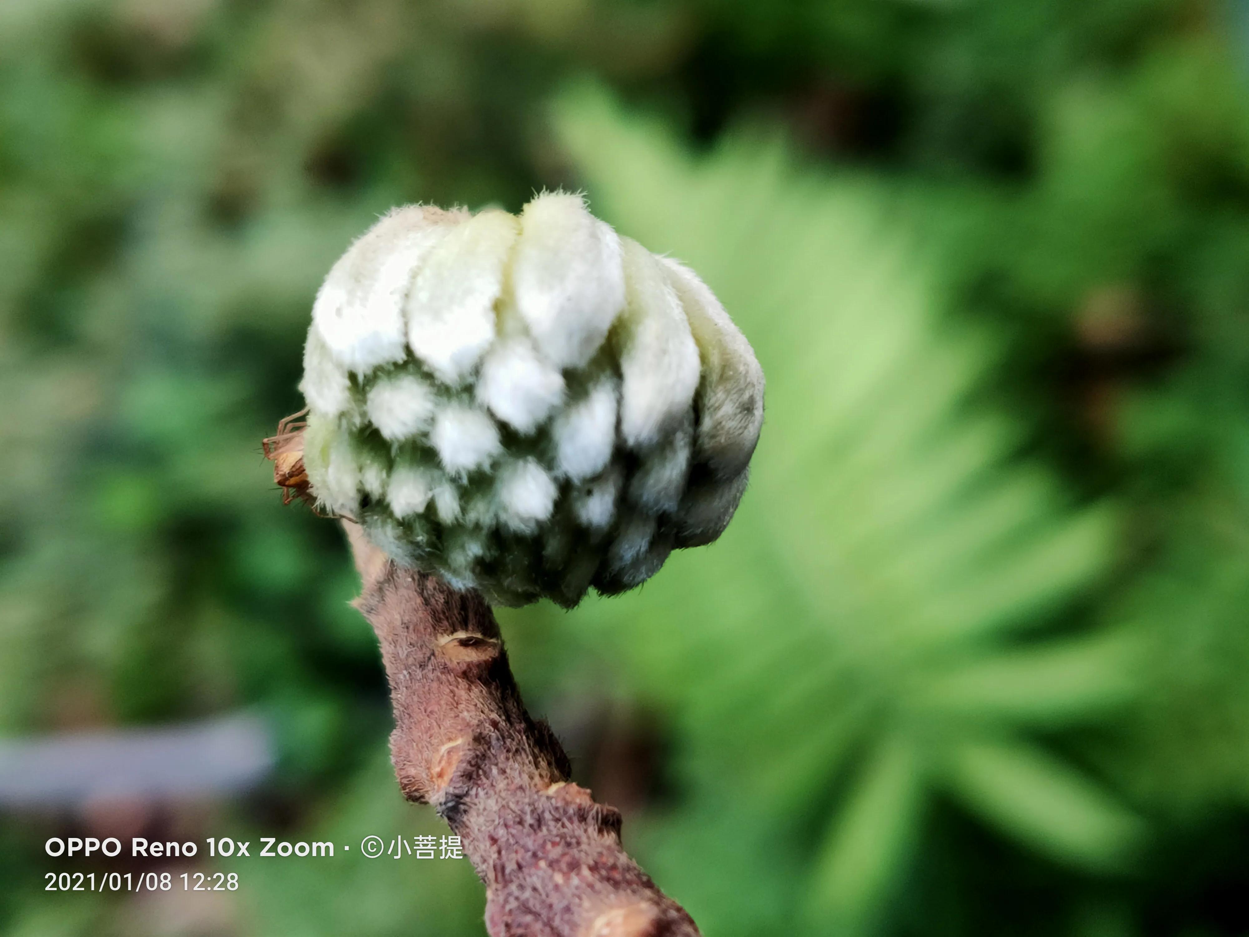 这就是爱情树,若在枝上打两个同向的结,就能得到甜蜜爱情和幸福