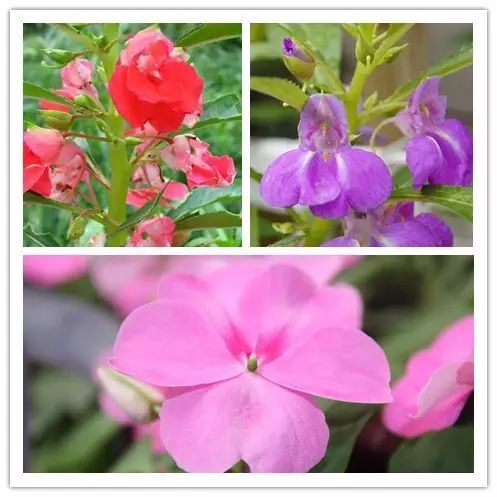 北方喜阴的室内植物花卉有哪些,喜阴耐寒的室外花卉植物有哪些