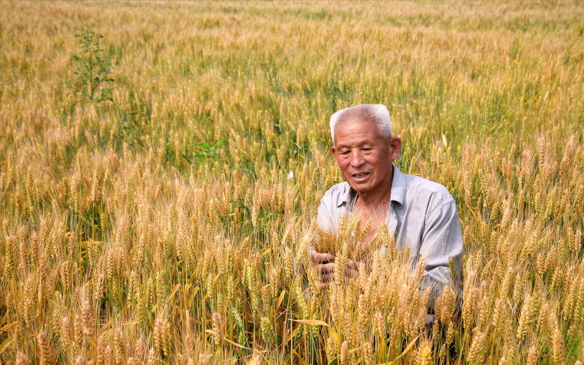 俄罗斯小麦和中国小麦哪个好,中国小麦和欧洲小麦区别