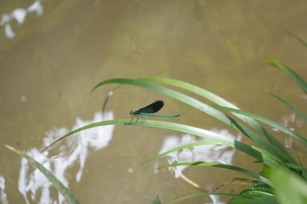 来大山里呼吸负氧离子,肇庆龙潭生态瀑布