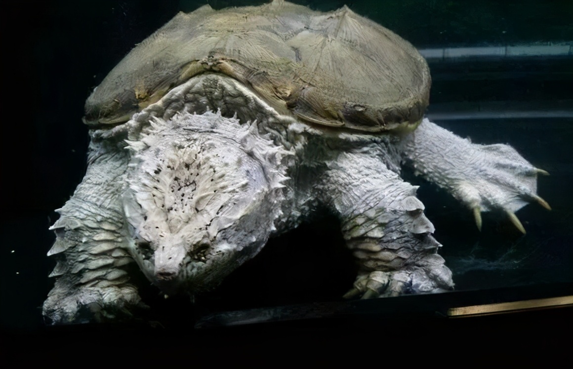 佛鳄龟最佳饲养温度,佛鳄龟黑色环境饲养