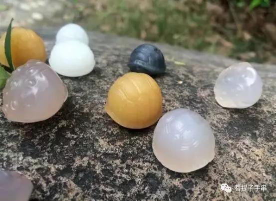 乌龟壳为什么叫富甲天下,小小龟壳富甲天下