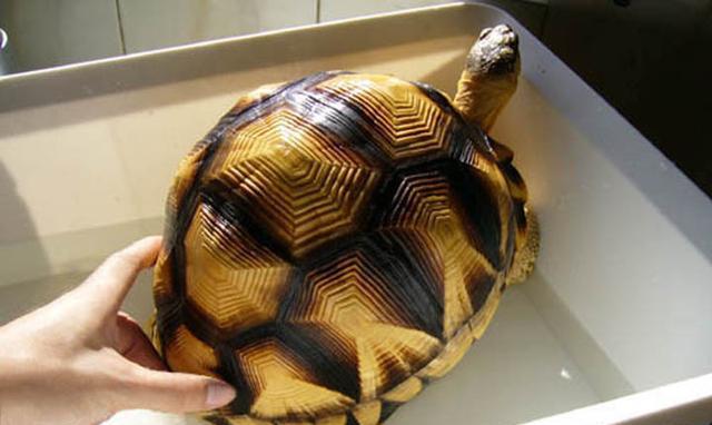 养殖龟分析,养殖陆龟犯不犯法