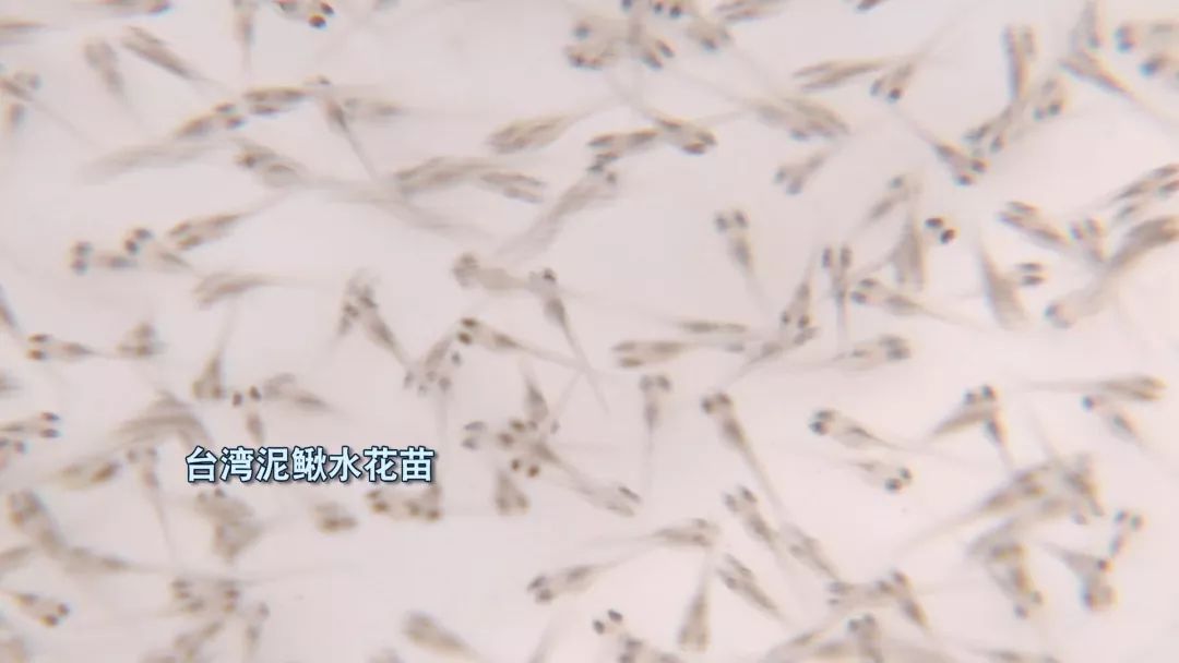 卖光家产！身背巨债！绝望中，他靠一种薄壳的小东西，年赚百万