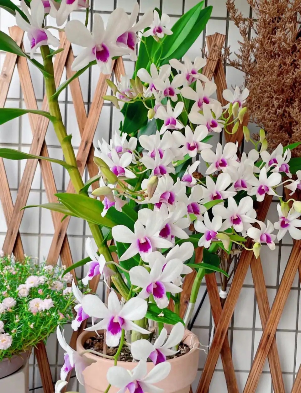 好看又好养的盆花,人养花也养人