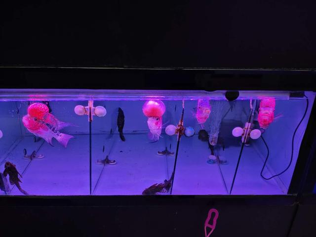 鱼缸过滤棉哪一种过滤好,鱼缸过滤一般用几层过滤棉