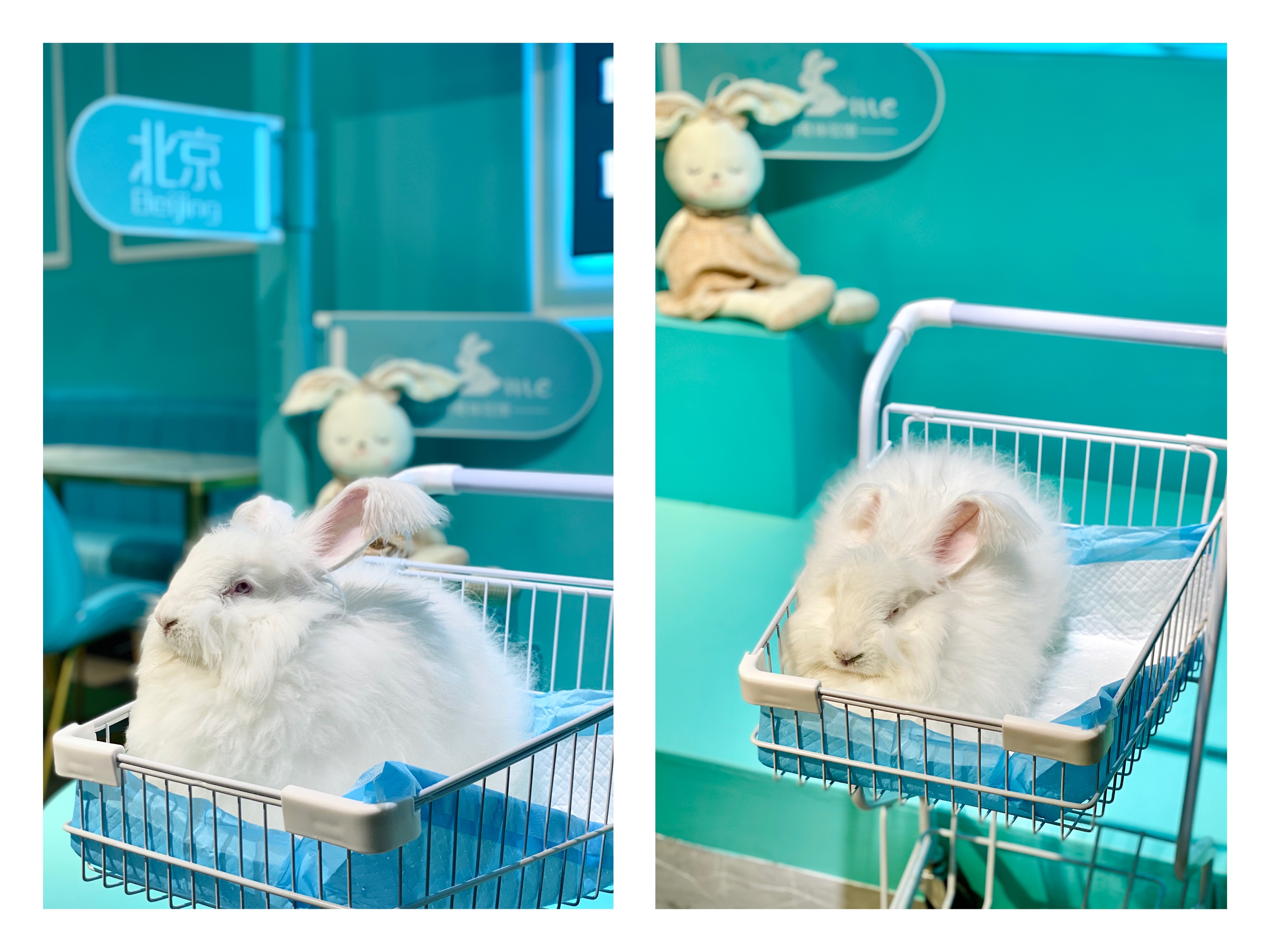 撸动物的网红店顺德,撸小动物的网红店北京世纪金源