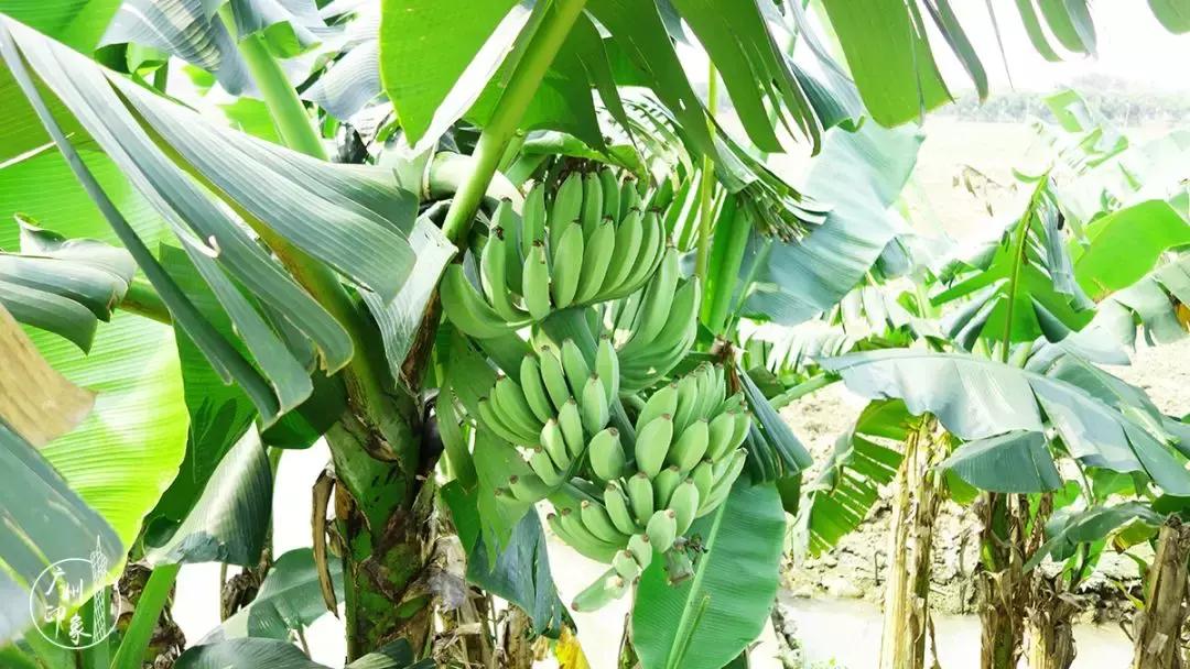 广州隐世峡谷游玩攻略,广州要坐船才能登的小岛