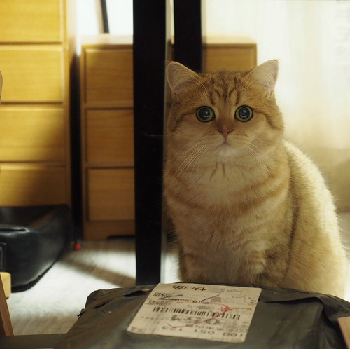 怎么养猫能既省钱又轻松呢,新手养猫做好3点轻松养好猫