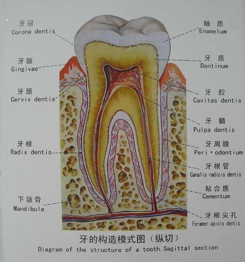 口腔诊所不拍牙片靠谱吗,不拍片就种植牙靠谱吗