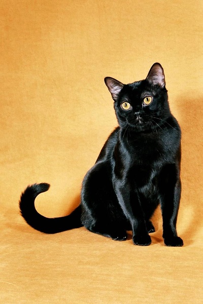 名贵猫咪的品种及图片大全,十大名贵猫咪品种排行榜