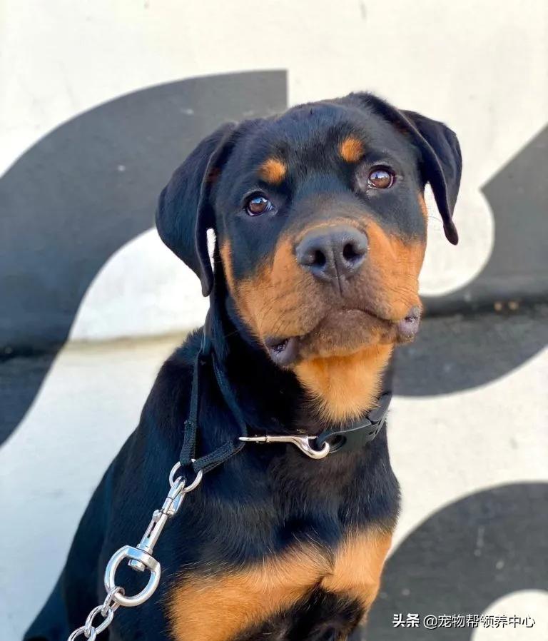 小狗未拴绳遭大狗撕咬罗威纳,女童被大狗撕咬事件后续罗威纳