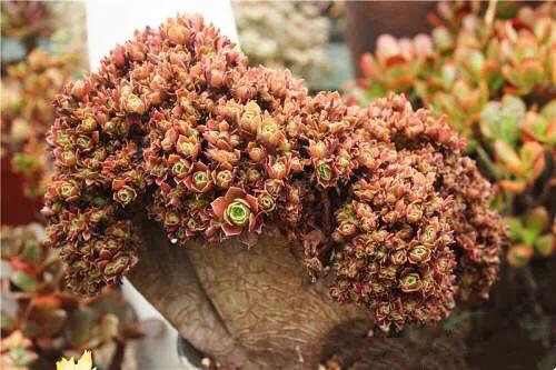 多肉法师韶羞现在能摘心吗,韶羞法师和荷兰玫瑰法师的区别