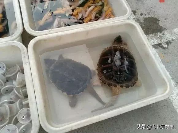 官园拆迁安置房,官园拆迁安置房拿房时间