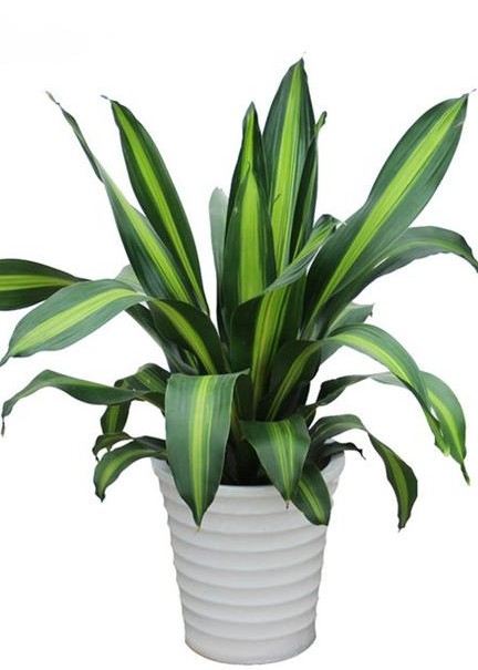 什么绿植吸甲醛效果最好又快,绿植甲醛吸收排行榜