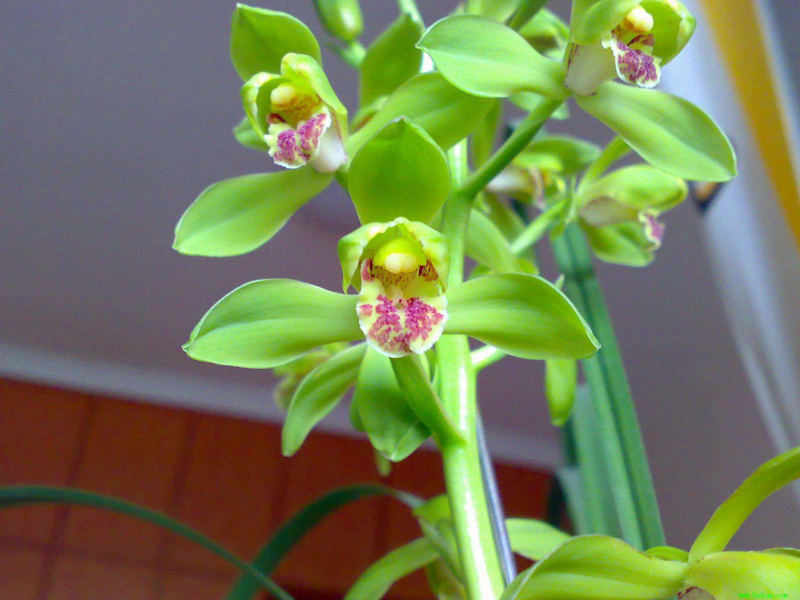 蕙兰怎么养出花苞,大花蕙兰刚出花苞怎么养