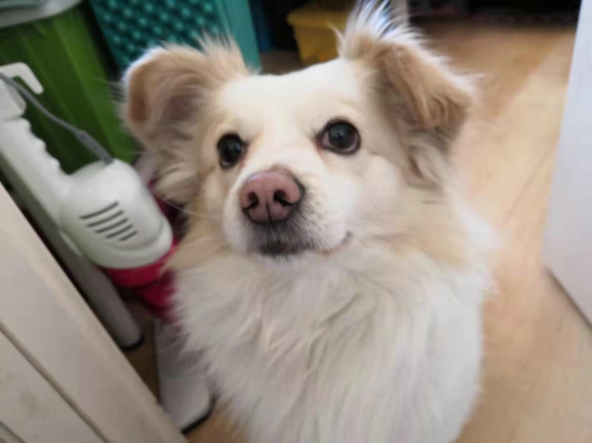 自家狗狗阴囊炎痊愈过程，希望能帮助到大家