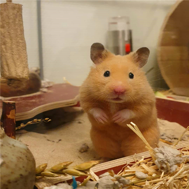 仓鼠睡醒了没精神,仓鼠不吃鼠粮是怎么回事