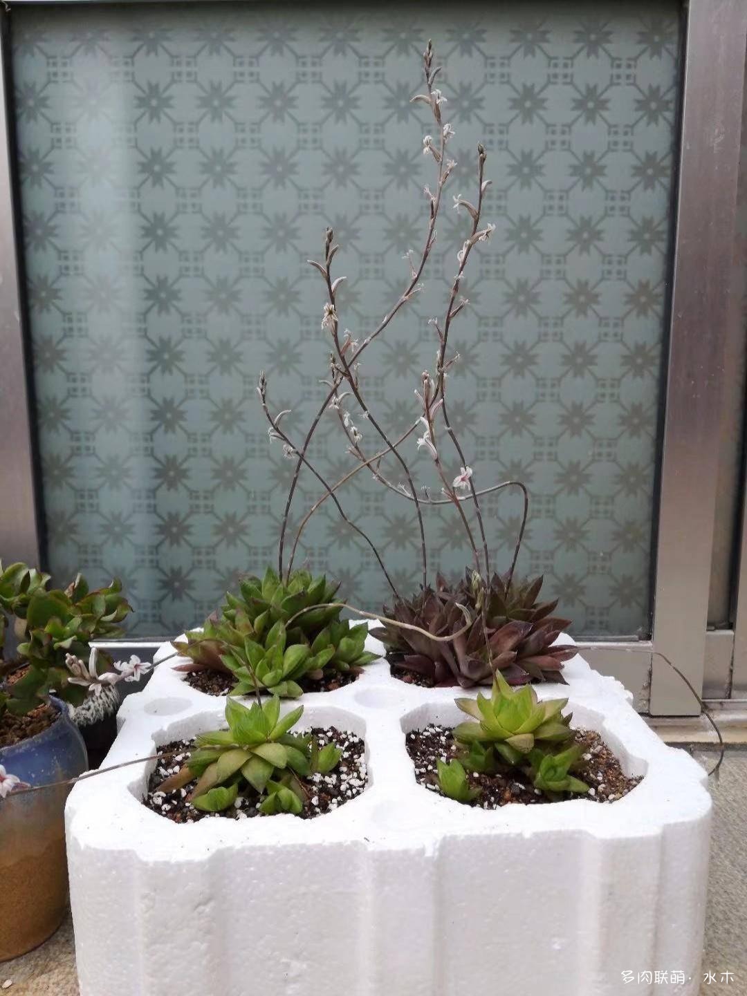 这才是多肉夏天该有的样子,多肉短期内颜值最高的时刻