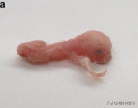 性别决定基因小鼠,基因编辑改变性别