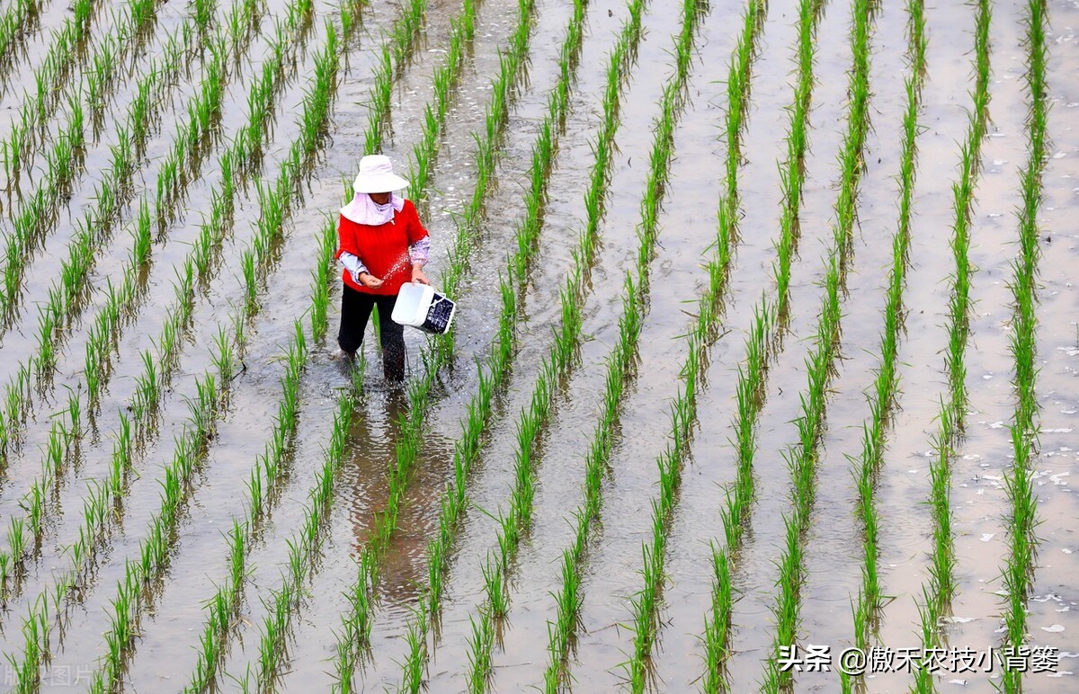 不同种类氮肥特点及施用方法,氮肥施用方法及注意事项有哪些