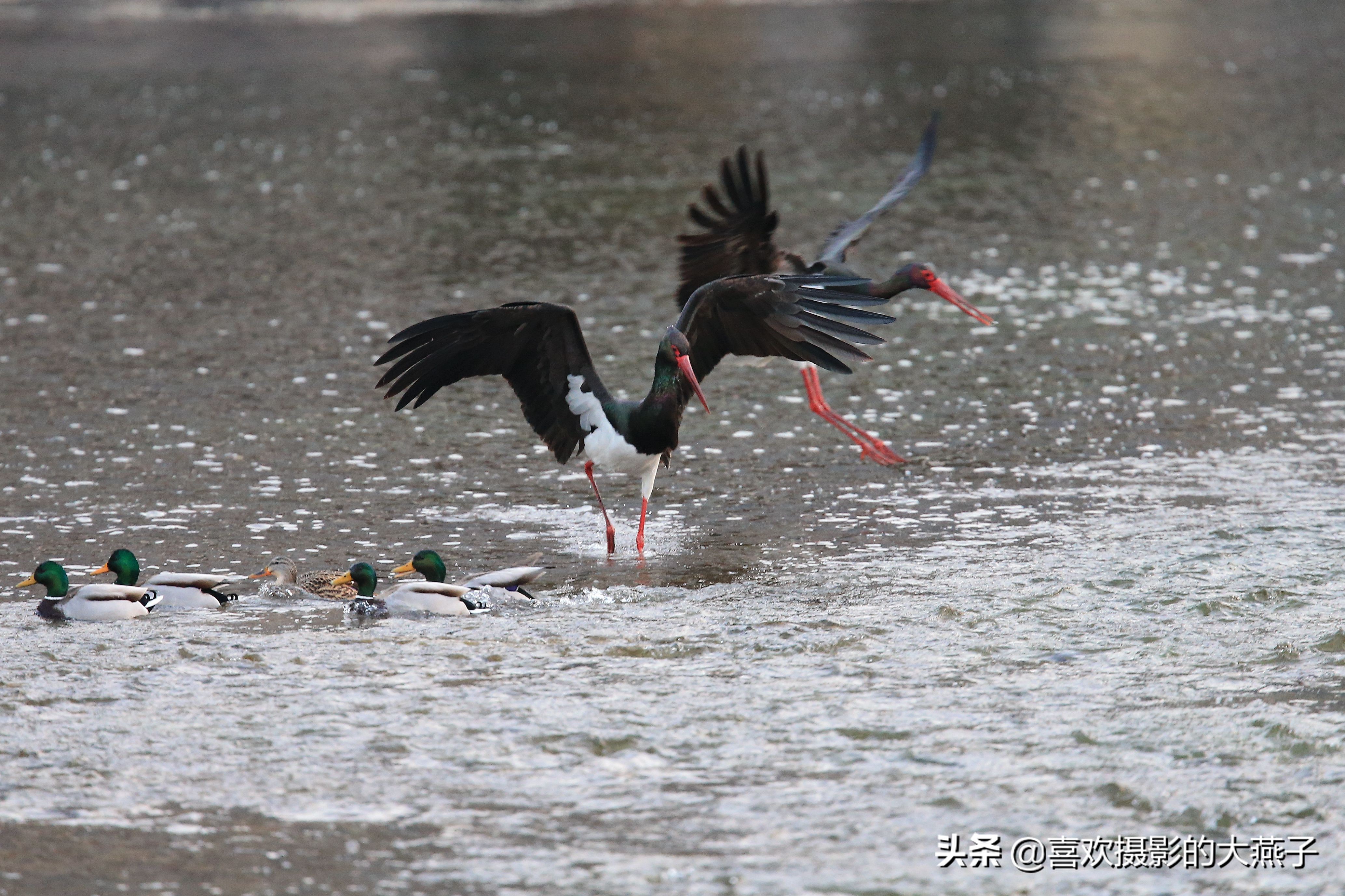 珍稀鸟类黑鹳来到河北井陉县越冬,房山十渡有什么野生动物