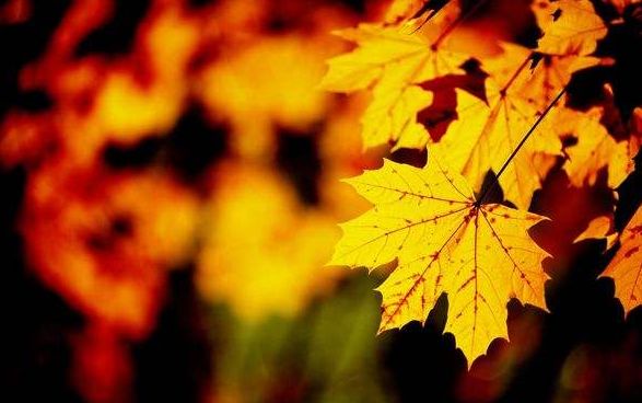 秋分的优美诗词发朋友圈,秋分优美诗词秋分祝福语