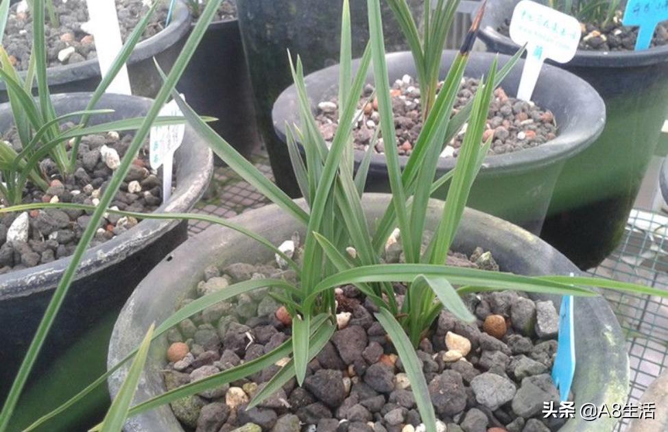 每日一品中国兰花春兰,每日一品完整视频