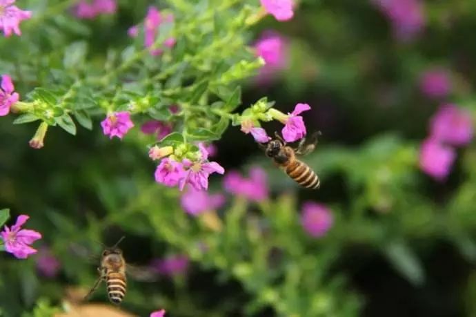 懒人花园植物,懒人花草100种
