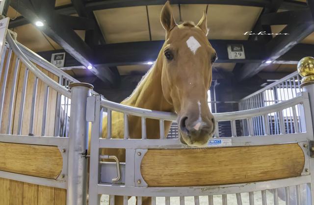 乌鲁木齐灯草沟滑雪,冰雪大世界滑雪体验