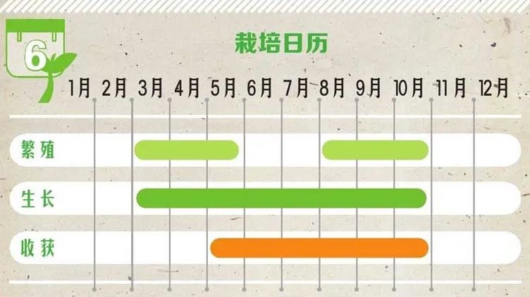 火龙果侧芽扦插繁殖方法,火龙果选取啥样的枝条扦插