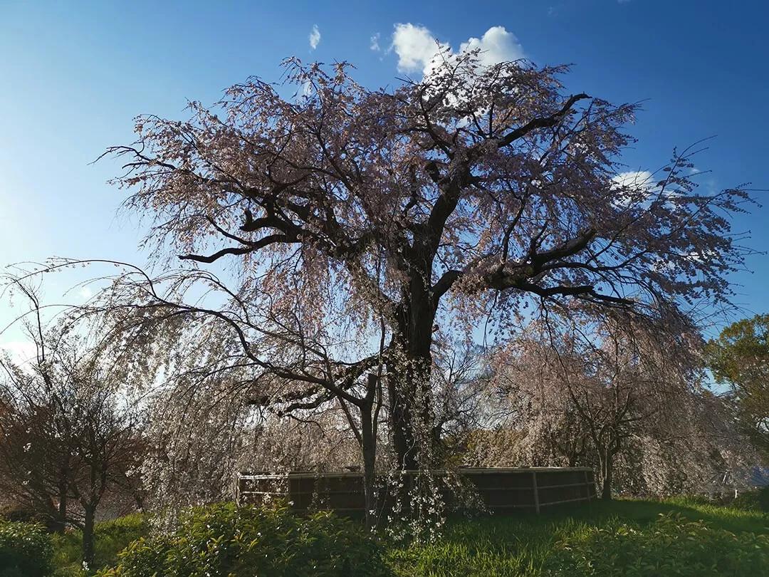 「慢达世界」第216期：短暂停留的京都生活，柊家的待客之道