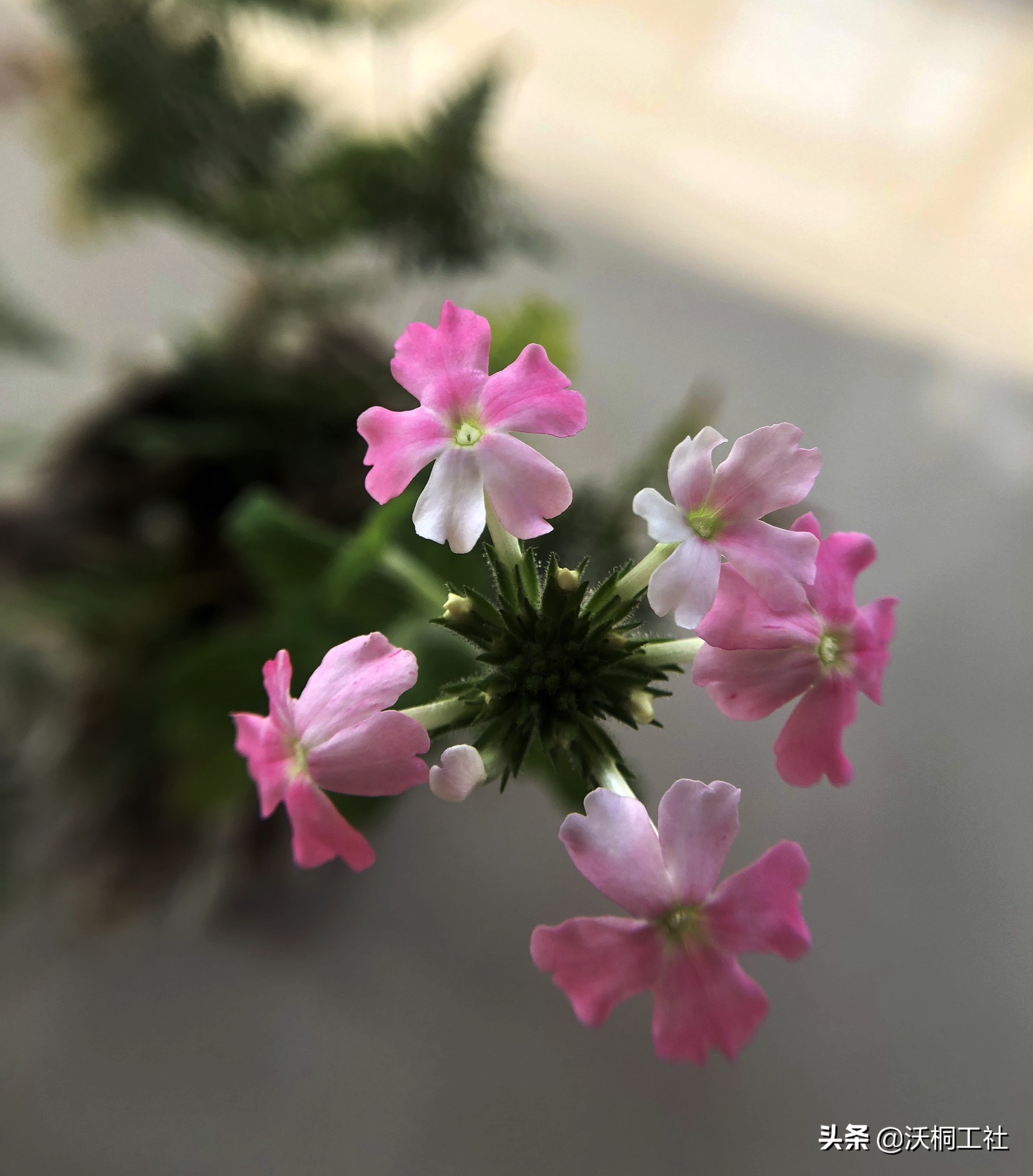 二十四节气花与诗感悟,二十四节气里的梅花诗句