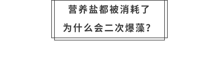 先造景再爆藻还是先爆藻再造景,先造景还是先养水
