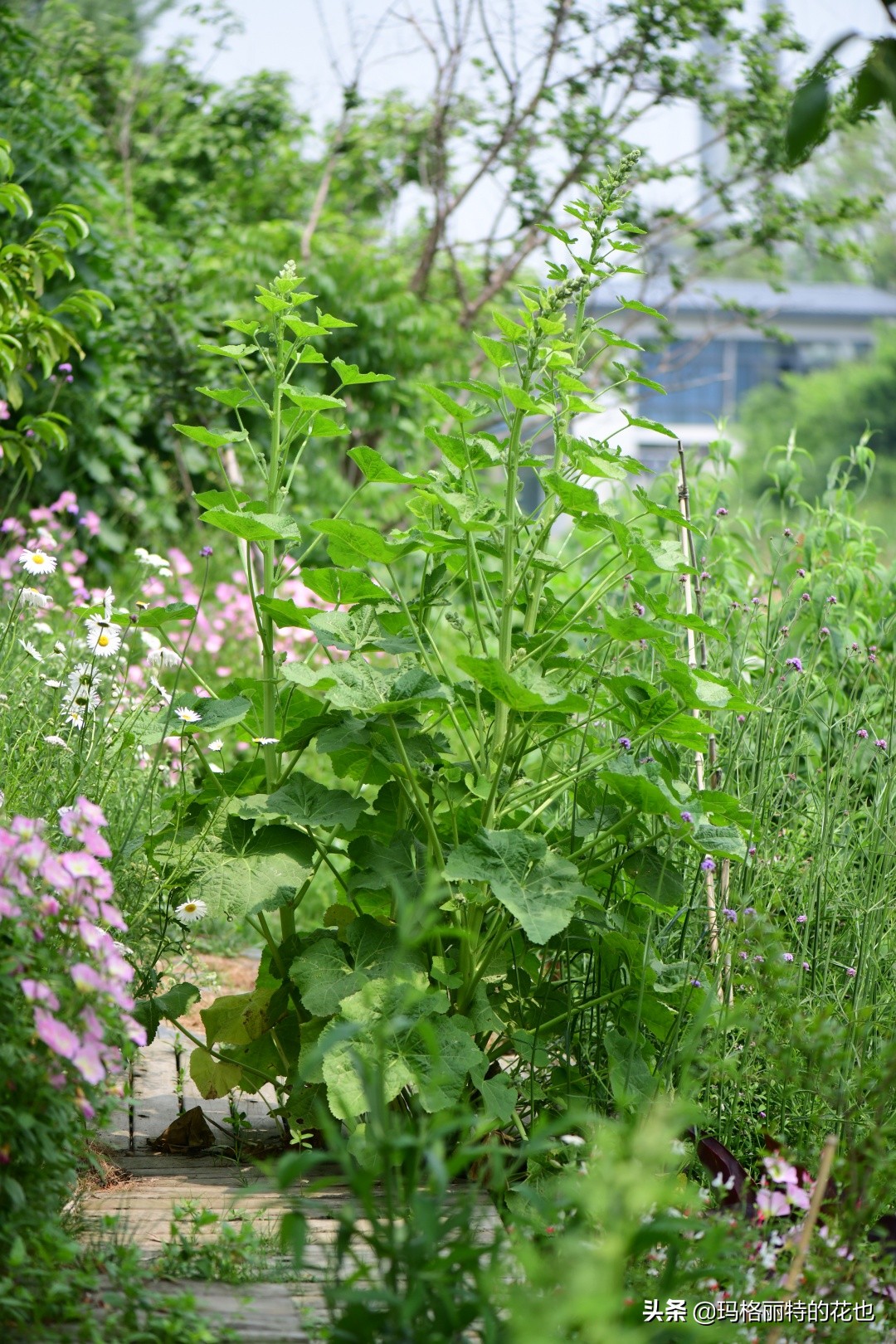 徒长花草怎样处理,徒长的树木怎么处理