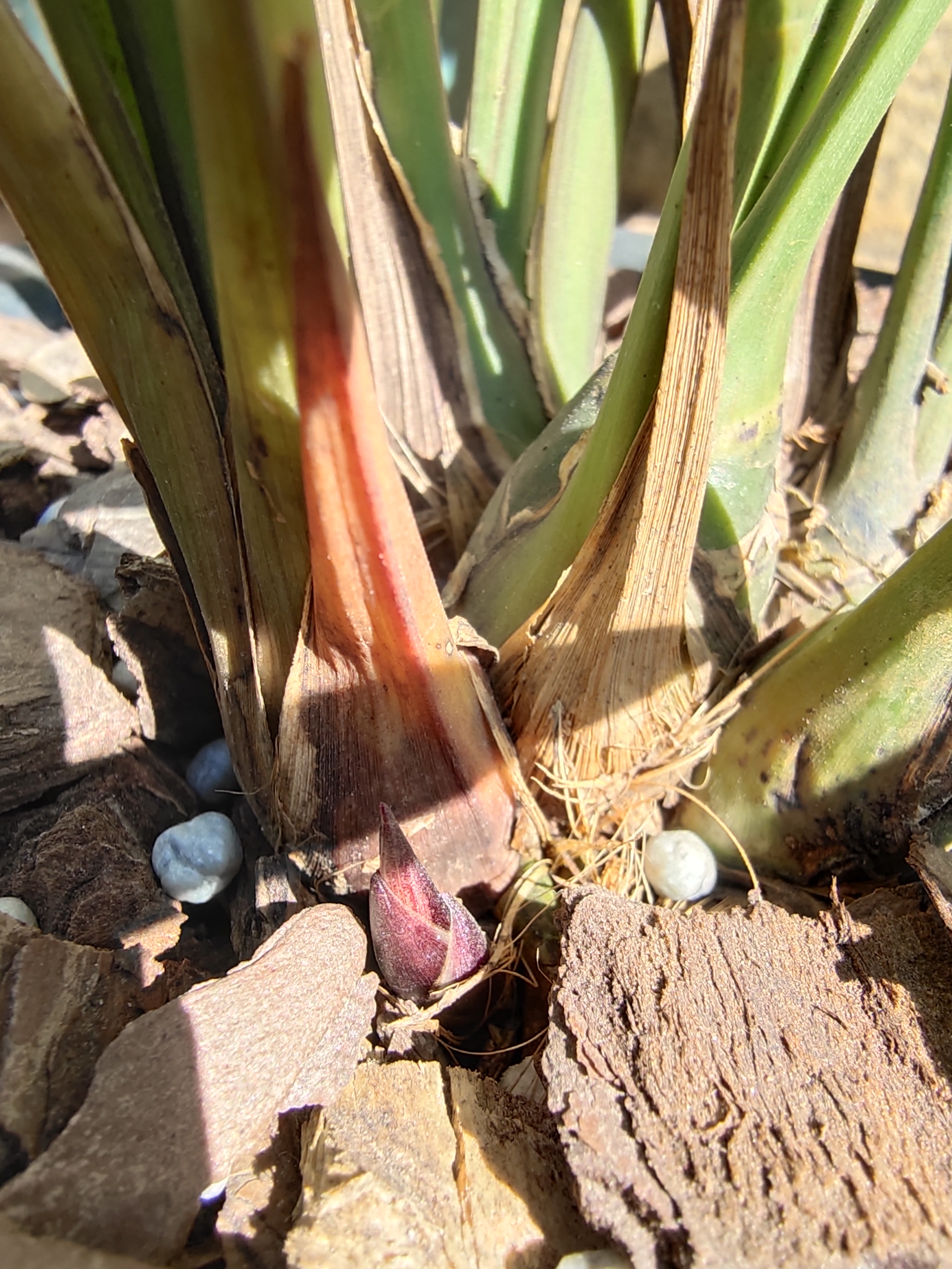 兰花好不好，五个特征“有目共睹”，若你的苗符合，值得炫耀