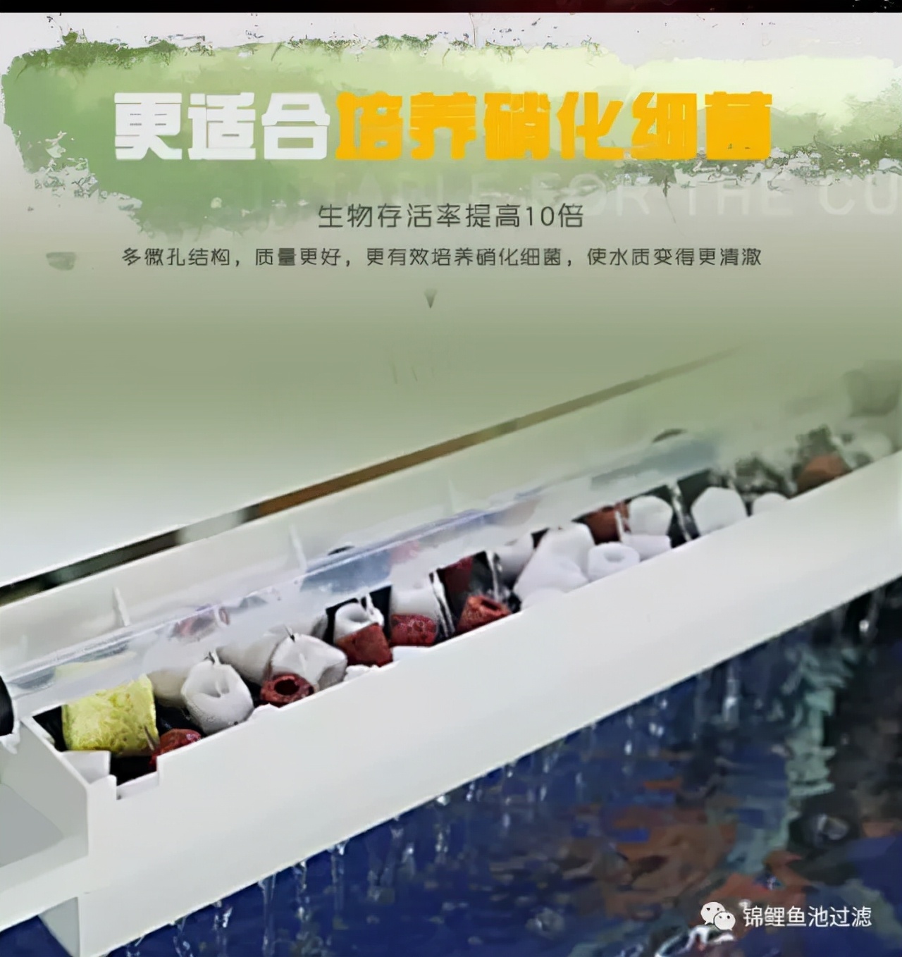 养锦鲤用过滤桶过滤系统,锦鲤鱼池沼泽过滤与生物过滤