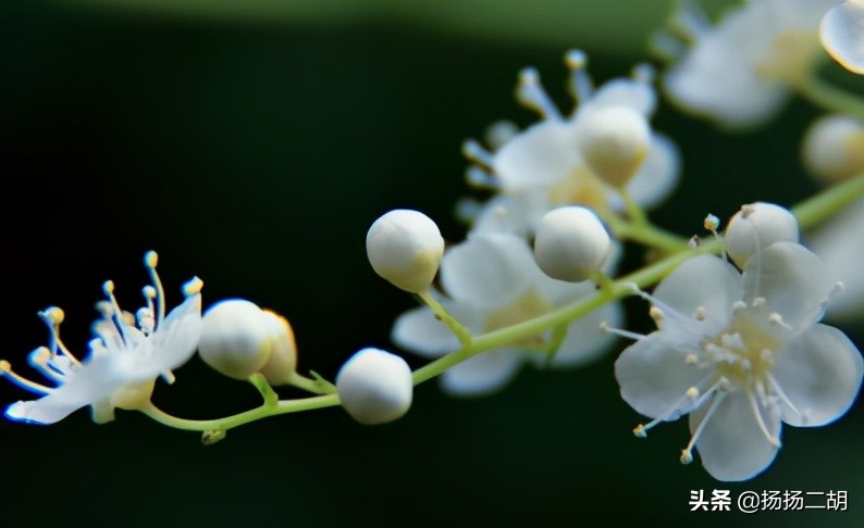 宋词词牌平仄菩萨蛮,菩萨蛮格律平仄
