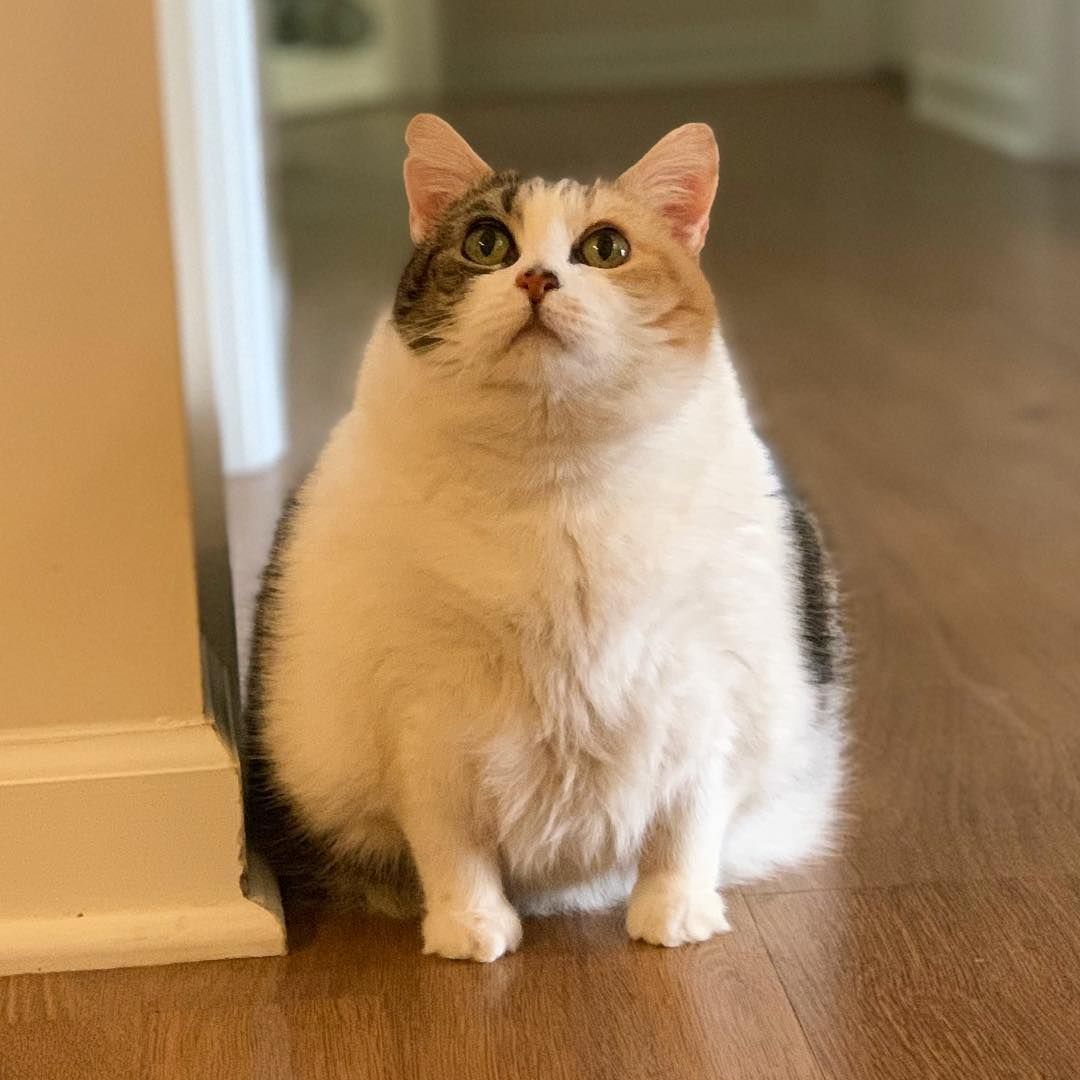 猫瘦了怎么才能长胖,猫咪瘦了怎么快速变胖