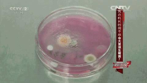 衣服洗完有脚臭味怎么办,洗完的衣服有腥气味是怎么回事