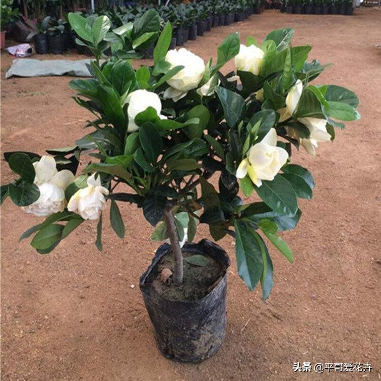 栀子花黄叶怎么养新手必看科普,栀子黄叶怎么防治