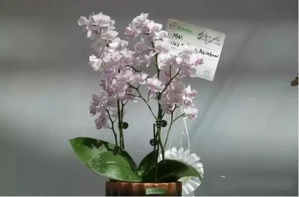 极品中的精品兰花,带你回忆天价兰花蕙兰篇