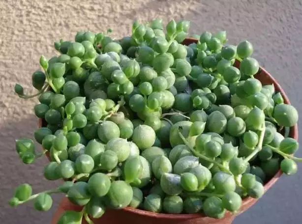 多肉早安图片大全,多肉大全100图