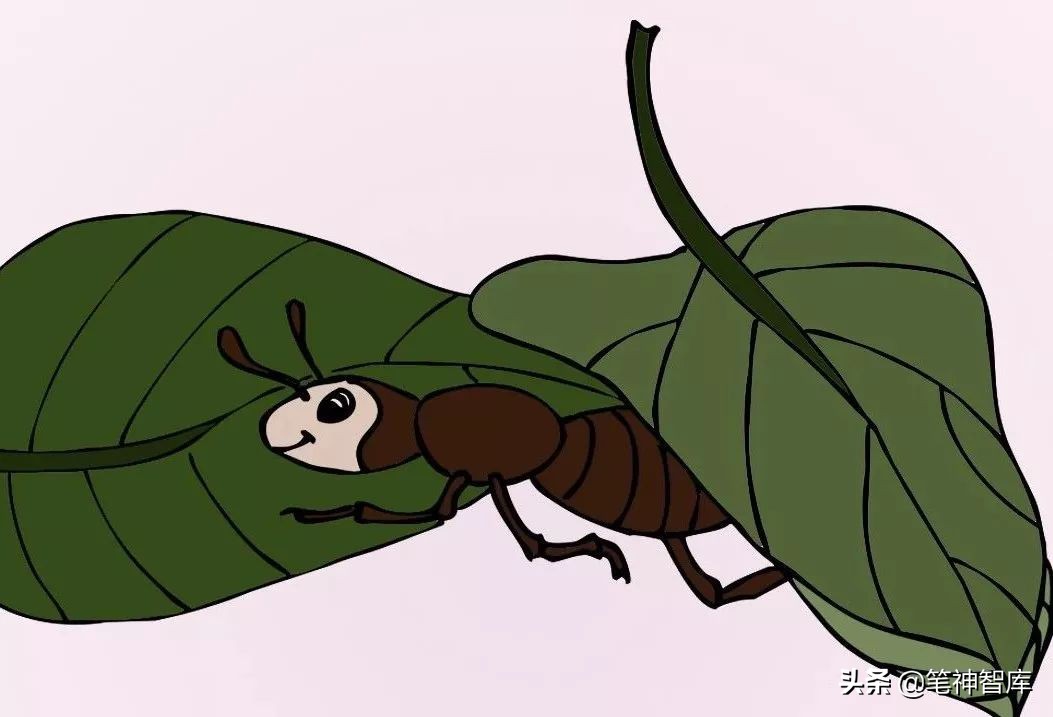 看图写话小蜜蜂采蜜该怎么写,看图写话蜜蜂写信