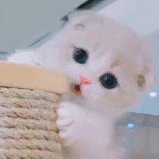 mac飘起来是真的假的,mac口红良心推荐