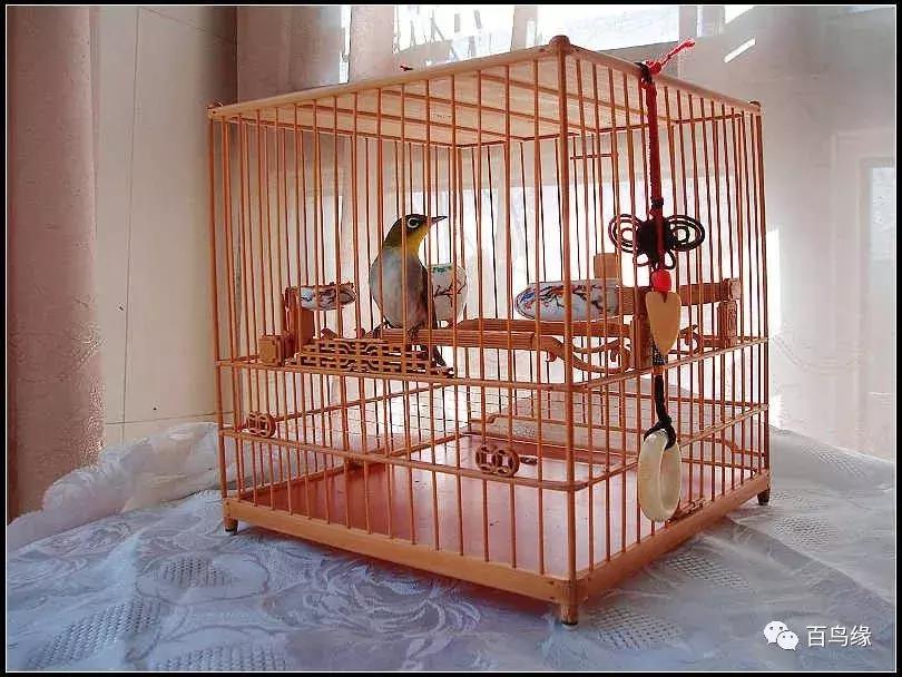 不玩绣眼，不是玩家