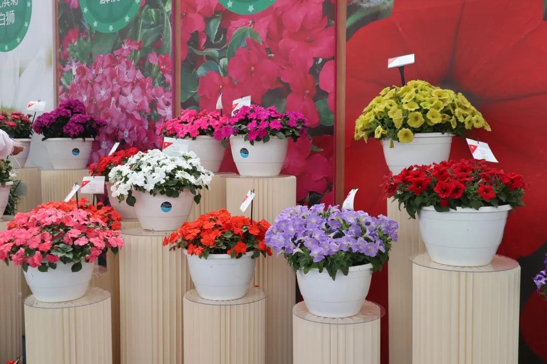 花展的意义,花展布展情况介绍