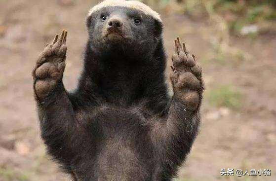 野生蜜獾平头哥,平头哥蜜獾如何生存